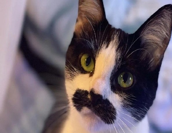 Gata com bigode é chamada de reencarnação do Freddie Mercury e viraliza