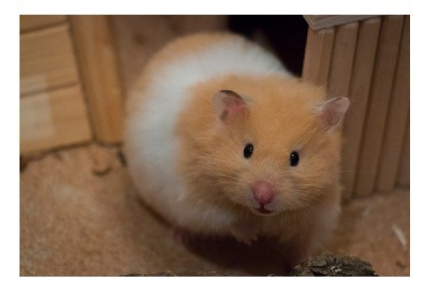 Hamsters pegam Covid-19 e mais de 2 mil roedores serão sacrificados