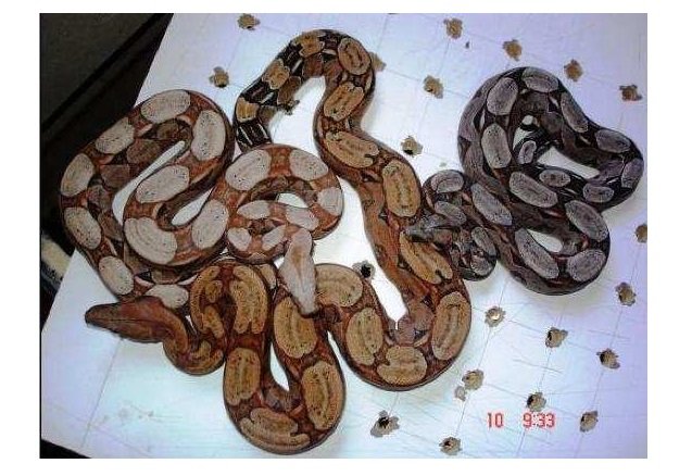 Homem é encontrado morto cercado por mais de 125 cobras na própria casa