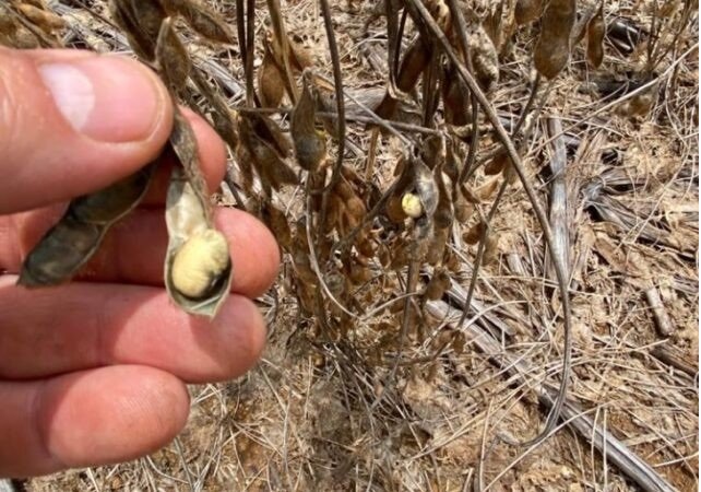Anomalia desconhecida está causando apodrecimento de grãos