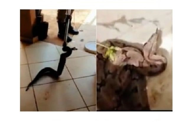 Bombeiros capturam jiboia dentro de residência em MT