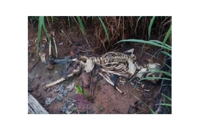 Ossada é encontrada em mata de MT