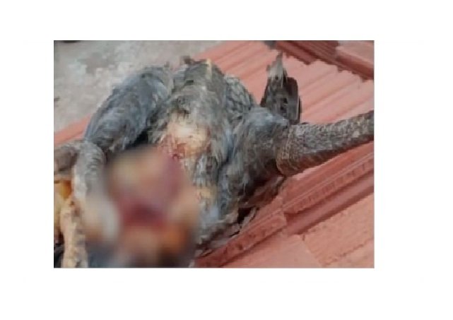 Maníaco pula muro; estupra e mata galinha em cidade de MT
