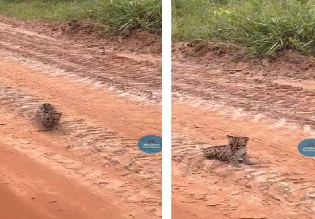 Homem encontra filhotes de onça parda em estrada de MT; veja vídeo