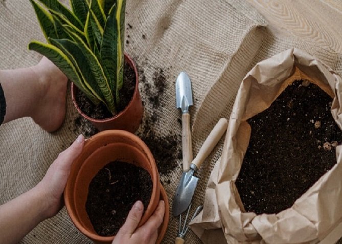 Conheça 8 melhores plantas para o banheiro
