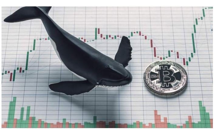 Baleia movimenta R$ 4 bilhões em bitcoin pagando R$ 16 de taxa