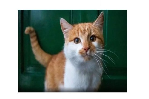 Homem que deu bebida alcoólica para gato é condenado