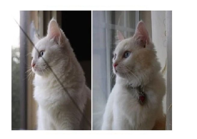 Mulher gasta R$ 126 mil para clonar gato: Idênticos nas fotos