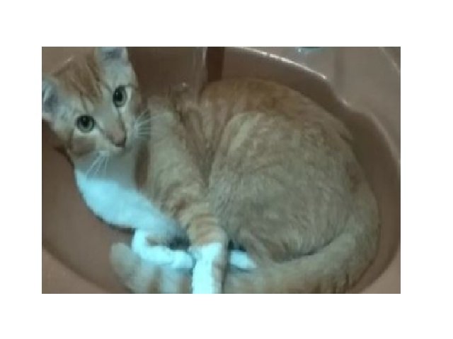 Gato famoso por amar banho morre atropelado em MT