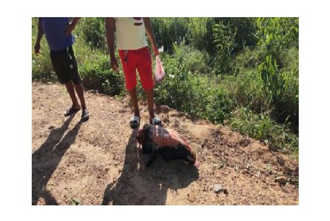 Populares matam e furtam carne de vaca atingida por moto; veja vídeo
