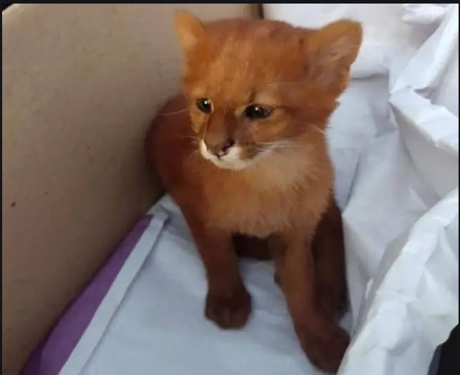 JOVEM ADOTA FILHOTE DE PUMA ACHANDO QUE ERA UM GATINHO