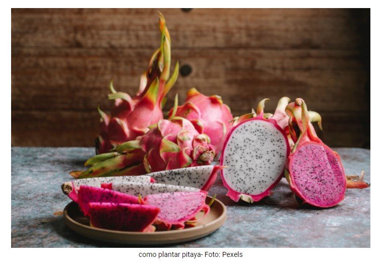 Descubra como plantar pitaya pela semente com esse guia descomplicado de cultivo