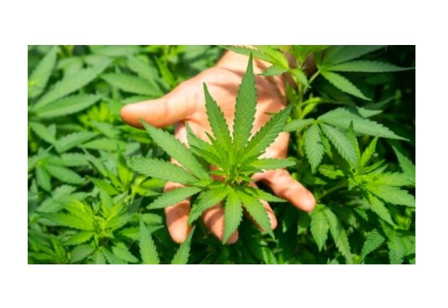Anvisa aprova novo medicamento à base de Cannabis