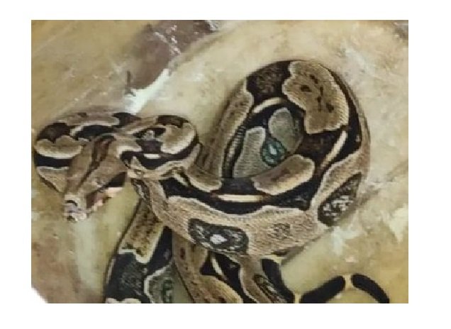 Cobra é encontrada em encomenda dos Correios em MT