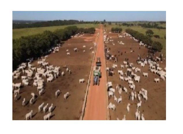 Pecuaristas começam o confinamento dos bois em MT