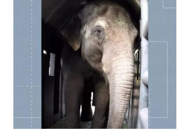 Elefantas são transportadas da Argentina para Chapada dos Guimarães