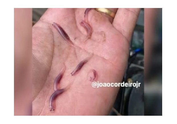 Peixe que penetra orifícios humanos assusta banhistas