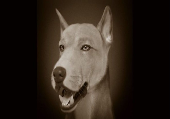 O cão de muge: essa é a face de um cachorro de 7.500 anos