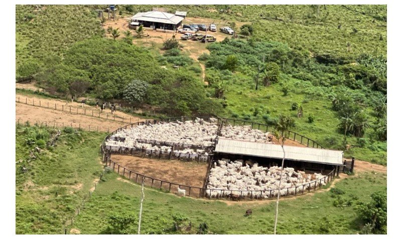 PF deflagra Operação Rebanho Proibido, de combate ao desmatamento na amazônia