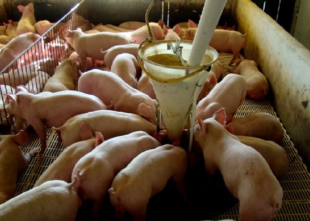 Tecnologias podem identificar doenças pelo som dos animais