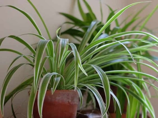 As 5 melhores plantas de casa para purificar o ar em sua casa, segundo a NASA
