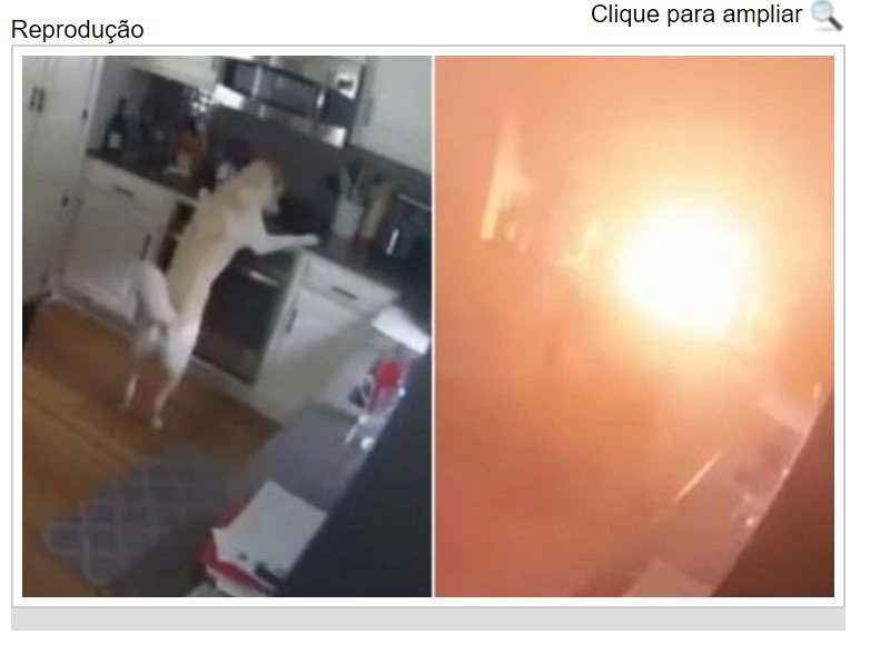 Cachorro incendeia casa após conseguir acender as chamas do fogão