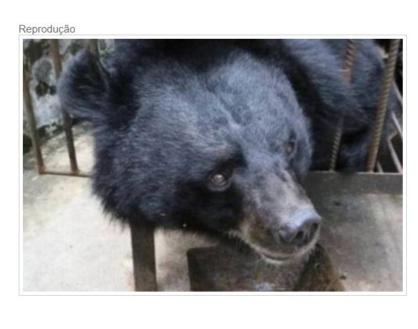 Mulher compra 'filhote de cão' e descobre que é urso