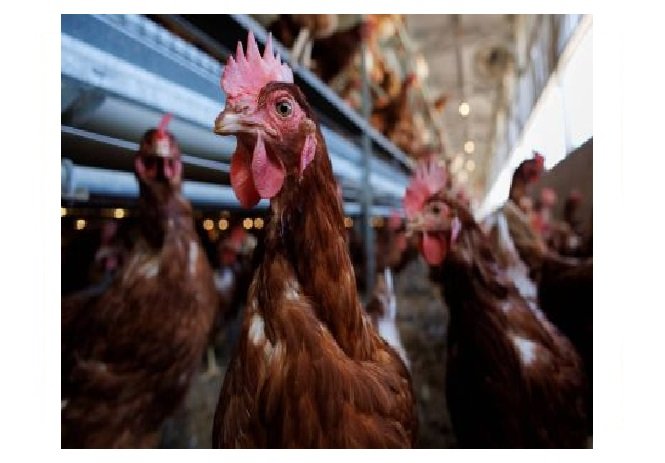 Frango vai dominar consumo de carne no mundo até 2030