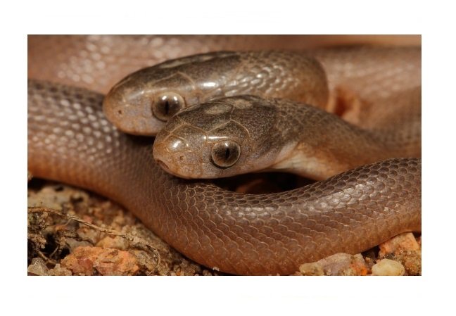 Cobra com duas cabeças é descoberta na África do Sul