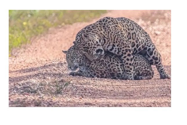 Casal de onça-pintada é flagrado 'trocando chamego' em fazenda no Pantanal
