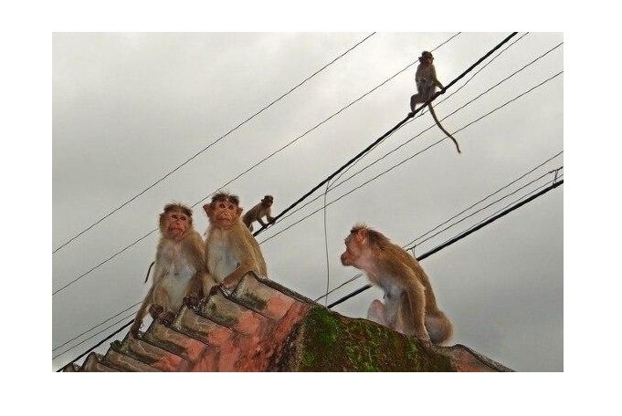 Macacos sequestram bebê de quatro meses e o jogam do telhado