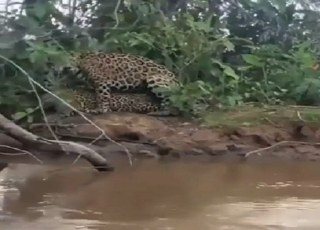 Vídeo flagra acasalamento de onças pintadas em MT