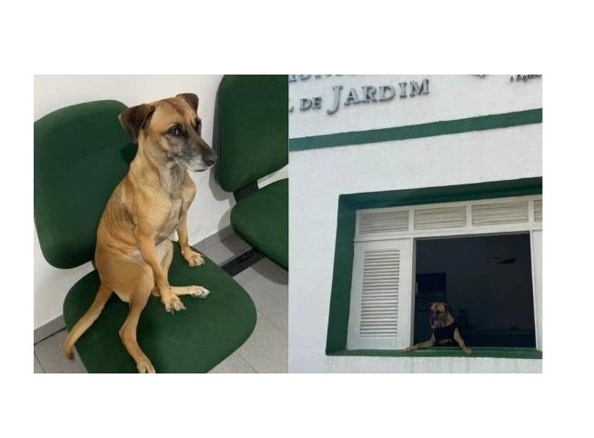 Cadela vira policial civil canina após ser adotada por delegacia