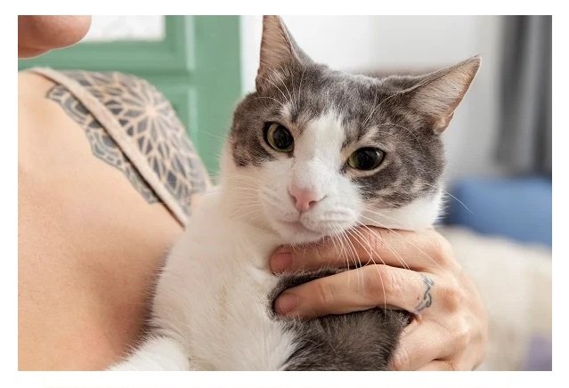 4 sinais que o seu gato está com dor