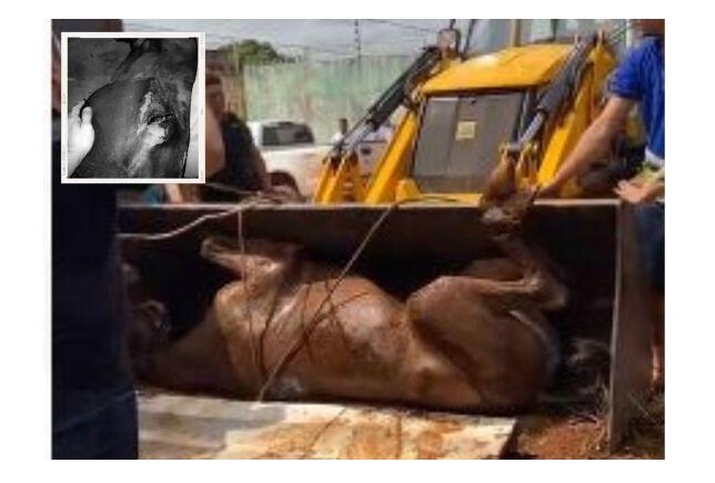 Cavalo jogado em terreno baldio morre um dia após resgate