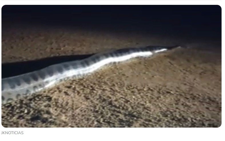 Sucuri gigante é flagrada atravessando estrada e indo para represa, em cidade do interior de MT.