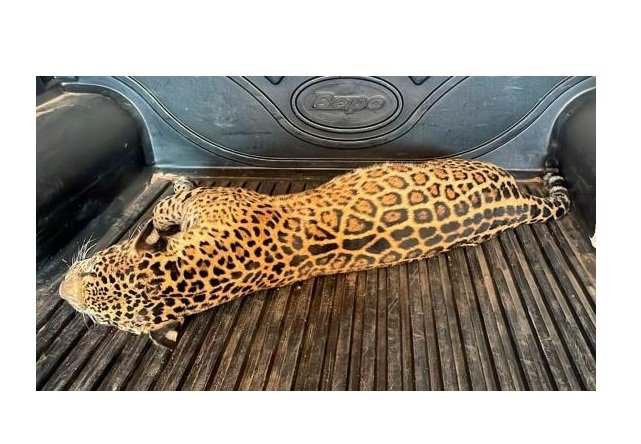 Onça-pintada morre atropelada em MT