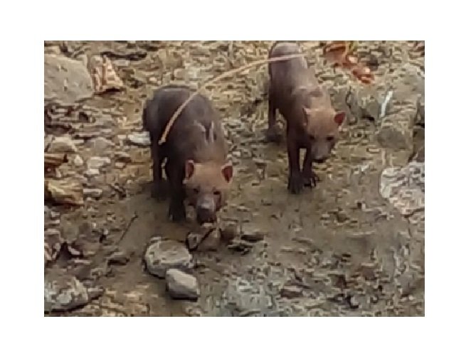 Raros, cachorros-vinagre são encontrados em fazenda em MT