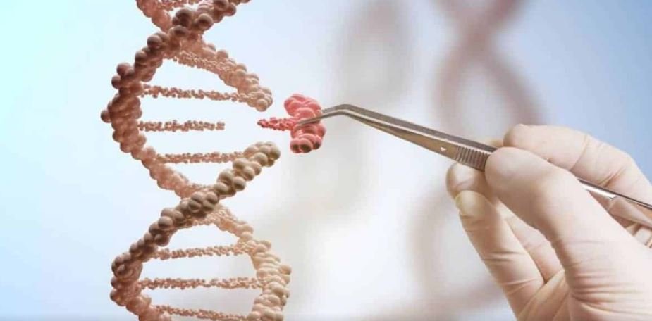 Cientistas encontram forma de editar DNA mitocondrial