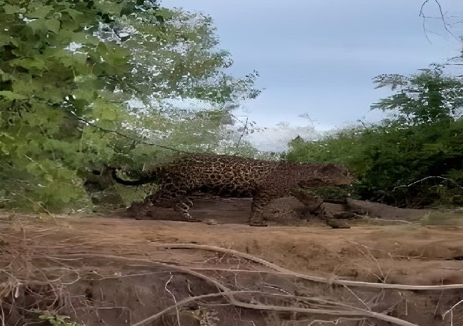 Sinopense flagra onça-pintada caçando jacaré no pantanal