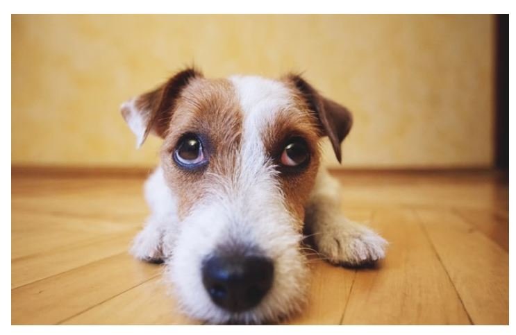 Cães são capazes de farejar paciente com a Covid-19, aponta estudo