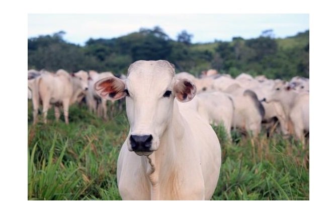Lubrificante feito com muco de vaca pode proteger contra doença