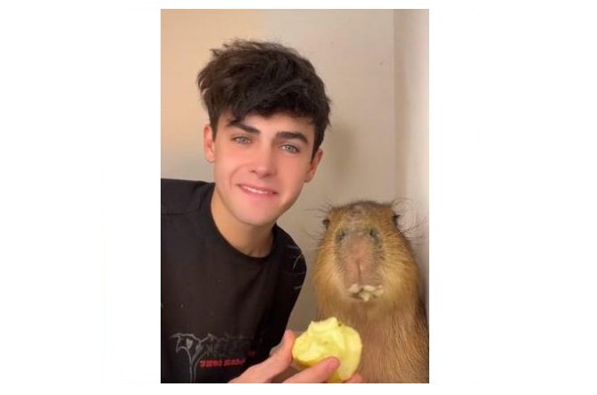Vídeo de capivara comendo maçã bomba no TikTok