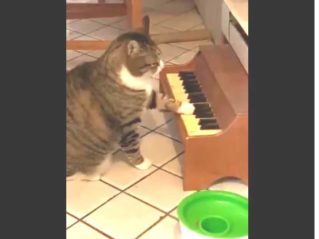 Gato toca piano para avisar sua dona quando está com fome. (Vídeo)