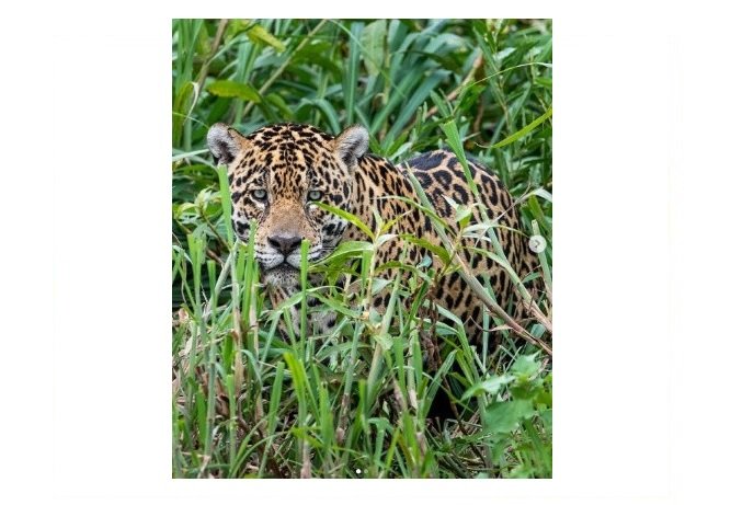 Roteirista de MT lança game ambientado no Pantanal mato-grossense