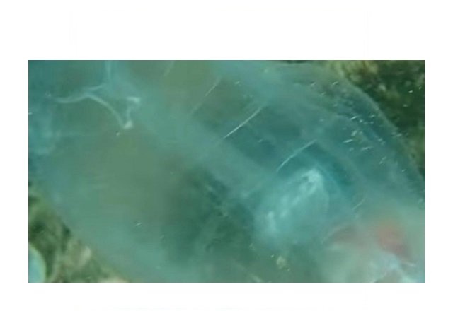 Mergulhador flagra aparição de criatura 'fantasma' em praia nos EUA