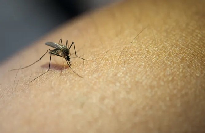 Eis o motivo de algumas pessoas atraírem mais mosquitos que outras