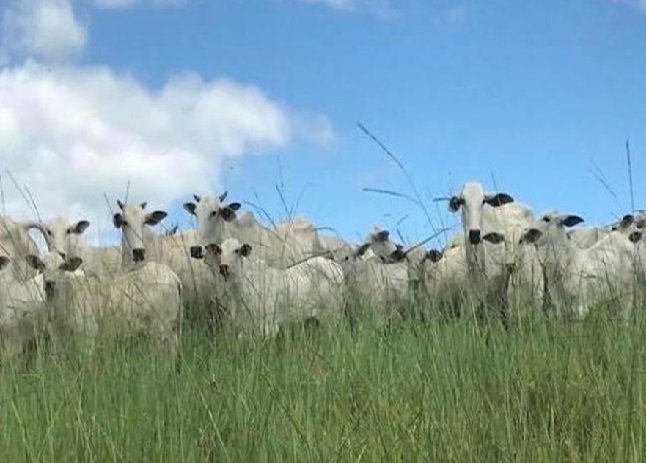 Arroba do boi e vaca gorda cai em Mato Grosso