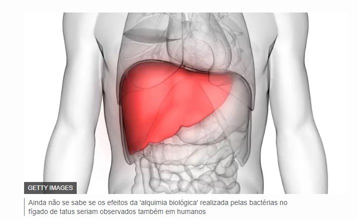 Bactéria da hanseníase pode ser chave para regeneração de órgãos humanos
