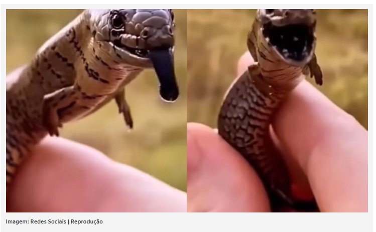 Animal com corpo de cobra e patas chama a atenção nas redes